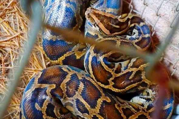 Phát hiện cá thể trăn đất quý hiếm khi đi làm đồng