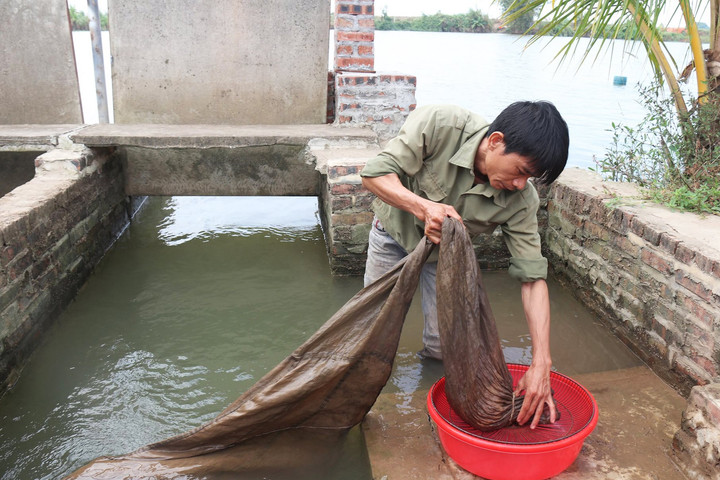 Hải Dương thất thu sản lượng rươi đầu vụ