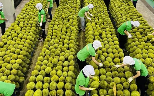 Tiềm năng và thách thức trong xuất khẩu rau quả sang Trung Quốc