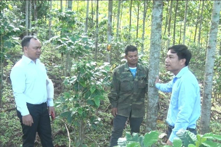 Đồng bào Xơ Đăng dưới chân núi Ngọc Linh tích cực trồng rừng