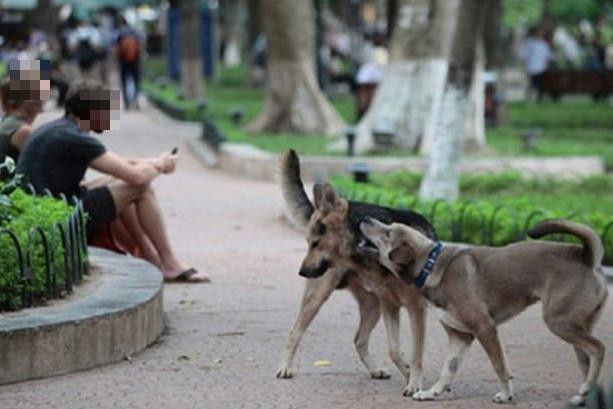 Từ vụ chó thả rông cắn cháu bé 5 tuổi tử vong: Làm sao để không xảy ra sự việc đau lòng tương tự?