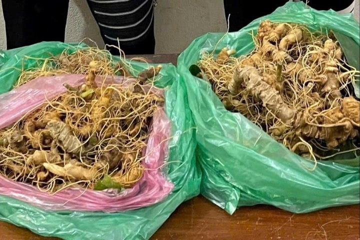Khởi tố các đối tượng trộm sâm Ngọc Linh