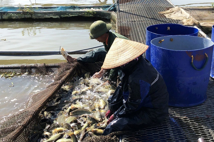 Vực dậy nghề nuôi cá lồng ở Hải Dương sau bão