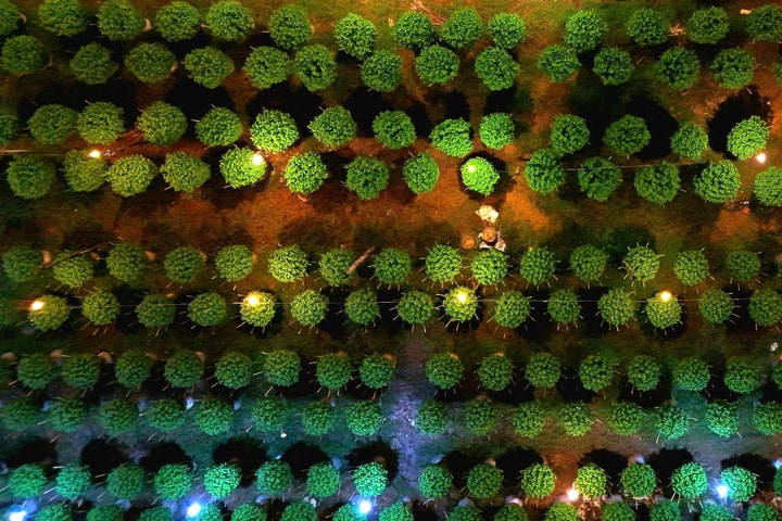 Phường Thủy Vân (TP. Huế): Làng hoa Dạ Lê Chánh tất bật cho mùa Tết