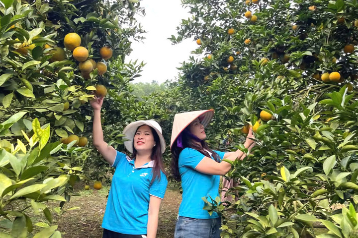 Vựa cam “quê lúa” tất bật vào vụ thu hoạch