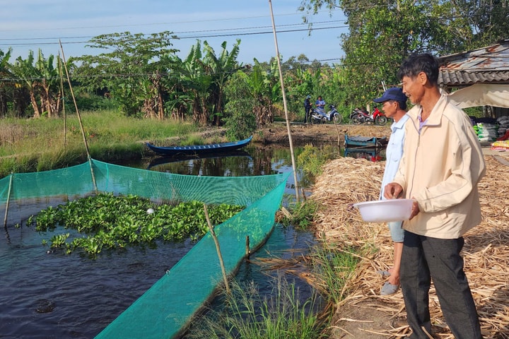 Cà Mau: Triển vọng từ các dự án khôi phục, bảo tồn và phát triển nguồn lợi cá đồng
