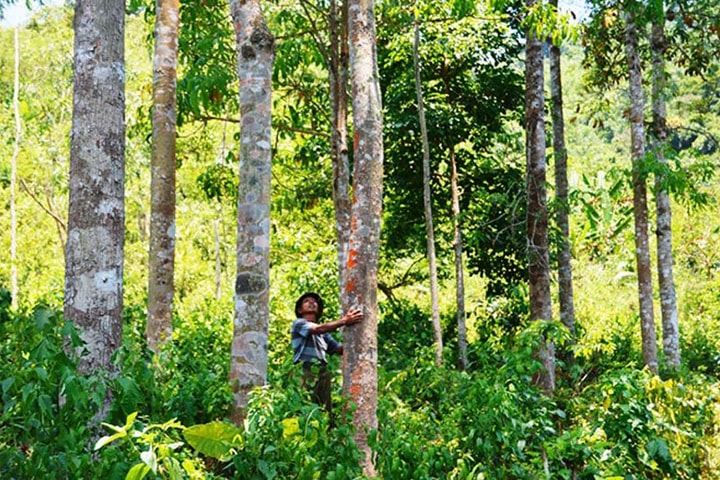 UBND tỉnh Quảng Bình ban hành kế hoạch trồng rừng thay thế năm 2025