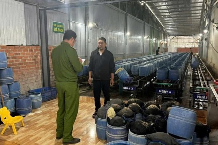 Giá đỗ “sạch” dán mác tung ra thị trường số lượng khủng