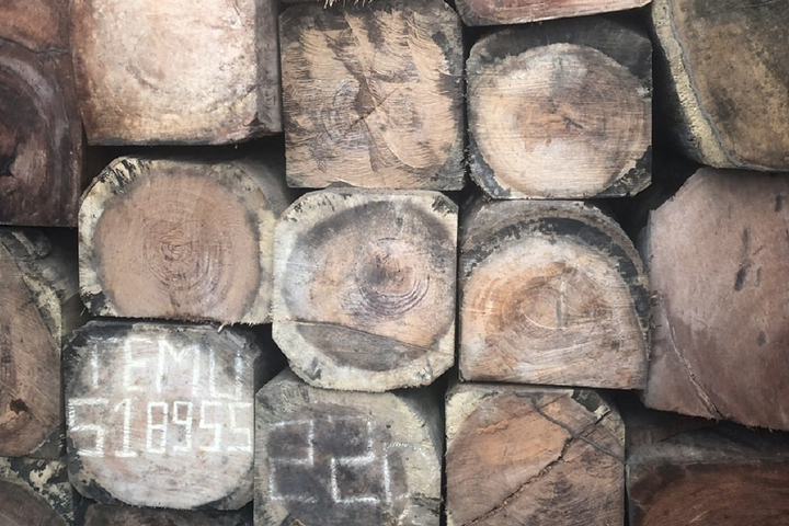 Xác minh 30 container gỗ châu Phi nhập khẩu trái phép về Việt Nam