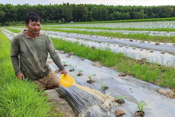 Nông dân Cà Mau tất bật xuống giống vụ hoa màu đón Tết