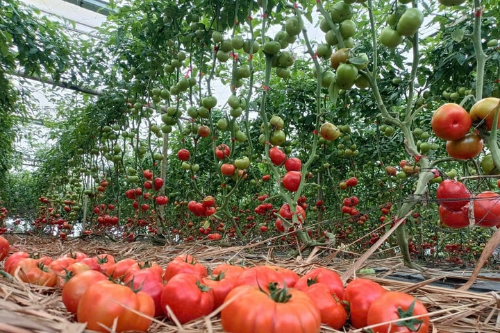 Măng Đen đầu tư, phát triển du lịch nông nghiệp công nghệ cao hút khách tham quan, trải nghiệm