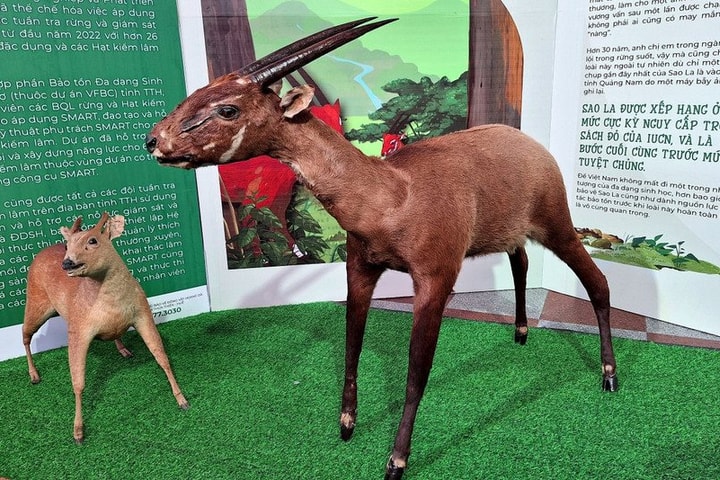 Thành lập khu dự trữ thiên nhiên Sao La hơn 19.300 ha