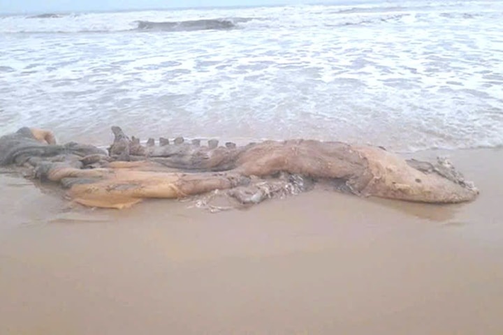 Xác cá voi đã phân huỷ trôi dạt vào bờ biển