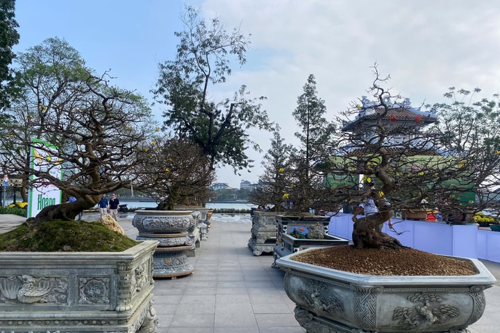 Hàng trăm gốc mai vàng khoe sắc bên dòng Hương