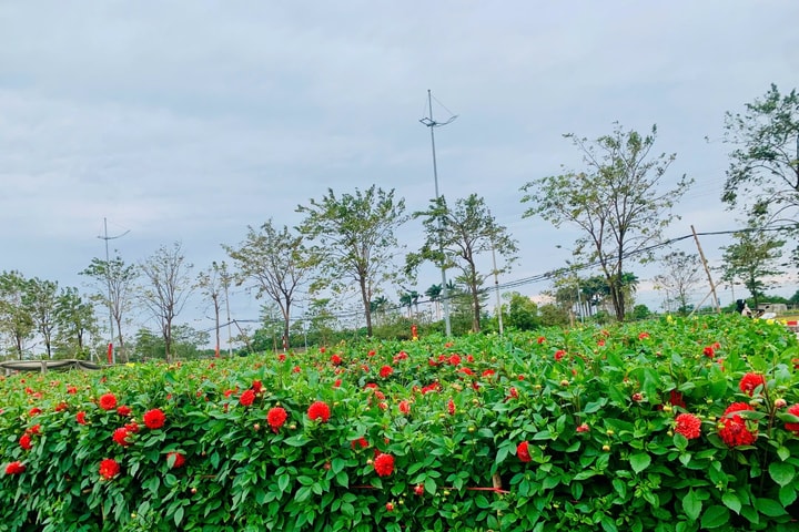 Sắc Xuân về ở 'thủ phủ hoa' Tây Tựu