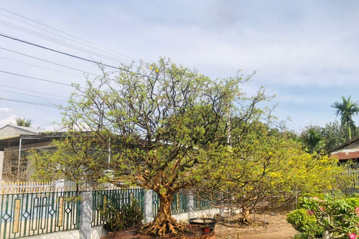 Bình Thuận: Nhiều người tìm đến chiêm ngưỡng cây mai 'khủng' 120 tuổi