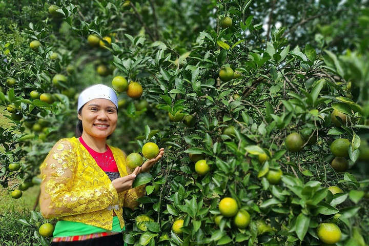 Vốn chính sách giúp nhiều nữ đảng viên vùng cao phát triển thành công kinh tế gia đình