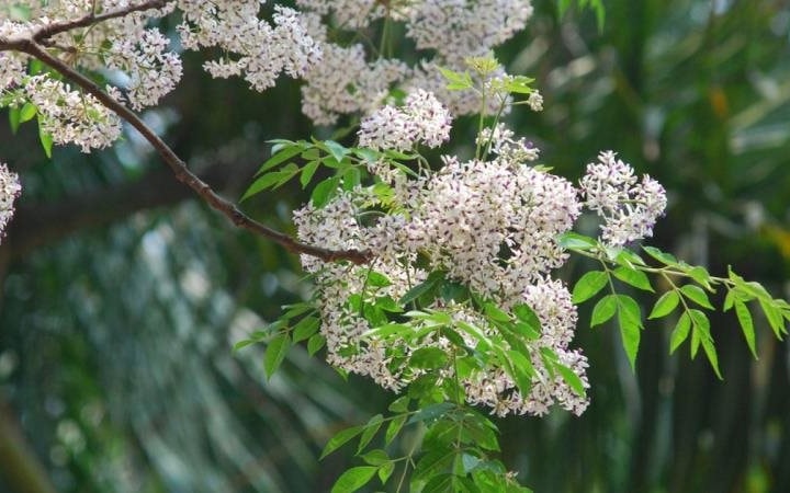 Tháng Giêng đợi em, mùa hoa xoan "khẽ hát"