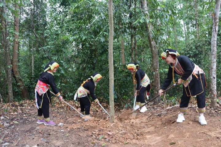 Thái Nguyên đã trồng được 12,1 triệu cây xanh