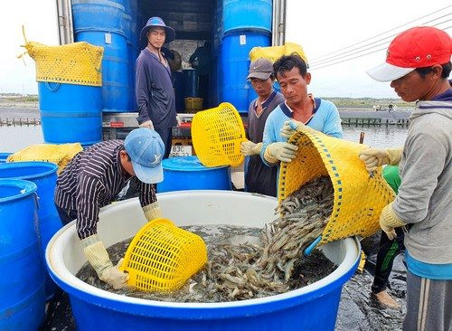 Xuất khẩu tôm năm 2025 có khả năng đạt trên 4 tỷ USD