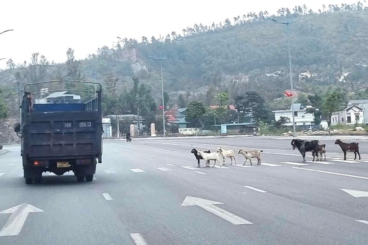 Quảng Ninh: Đàn gia súc "thong dong" trên QL18