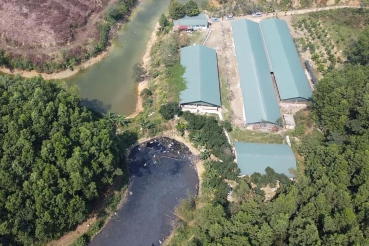 Thanh Hóa: Đình chỉ trại chăn nuôi lợn không phép