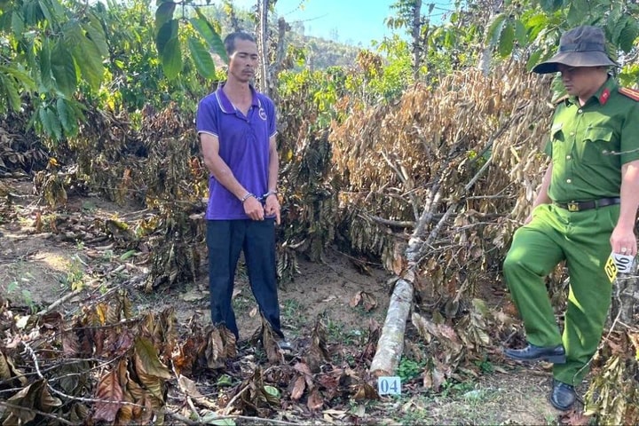 Thực nghiệm hiện trường, định giá thiệt hại vụ phá hoại tiêu, cà phê