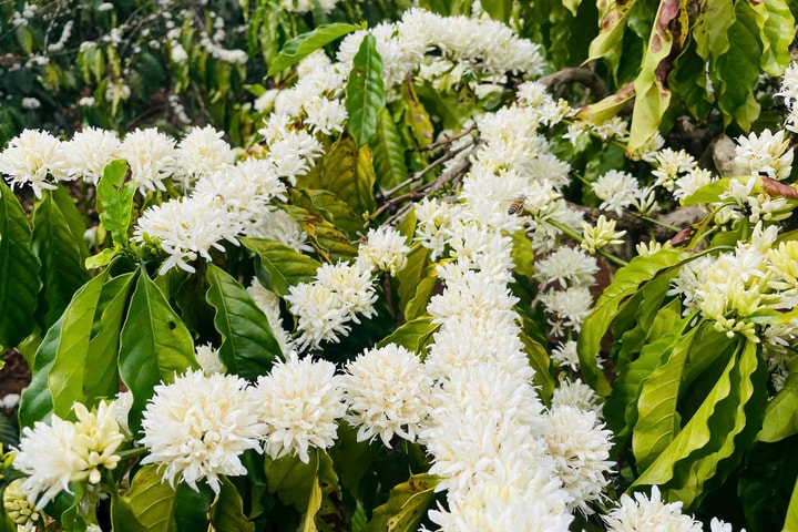 Mê mẩn mùa hoa cà phê nở trắng trời ở Tây Nguyên