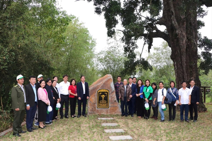 Công nhận cây Rỏi Mật tại Quảng Nam là cây Di sản