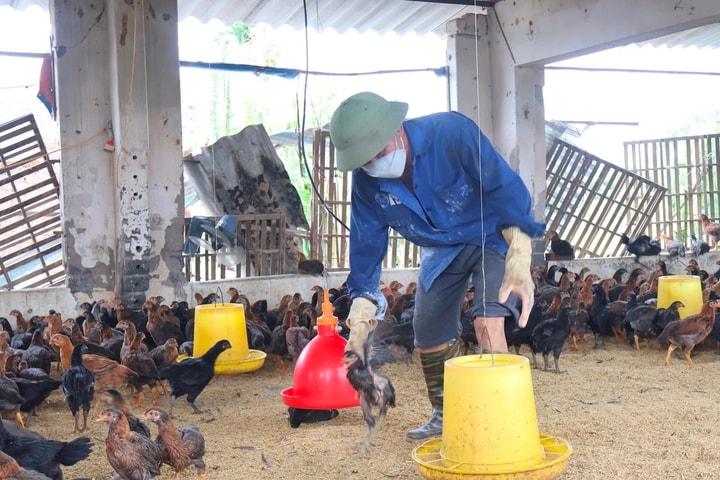 Hải Dương sẽ hỗ trợ kinh phí cho nông dân, hộ nuôi, trồng thiệt hại do thiên tai dịch bệnh