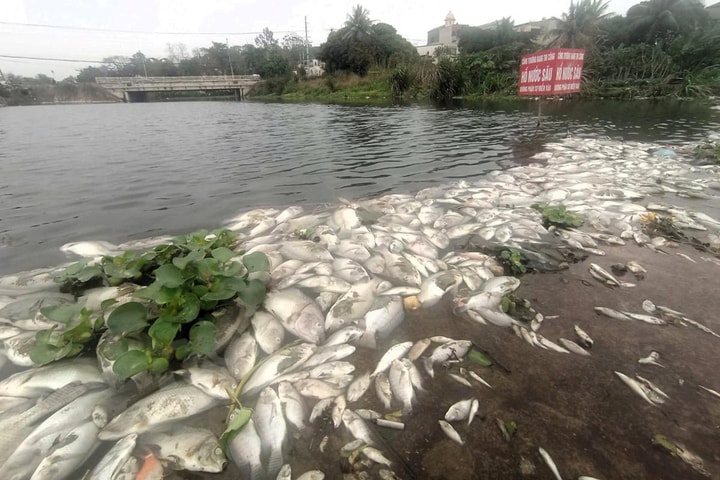 Thanh Hóa: Không phát hiện các bệnh truyền nhiễm trên mẫu cá chết bất thường trên suối Cổ Đam