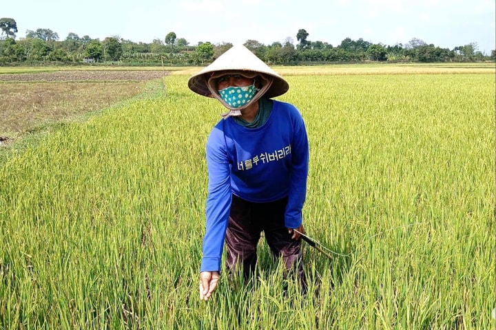 Nông dân ngậm ngùi vì ruộng khô, lúa chết