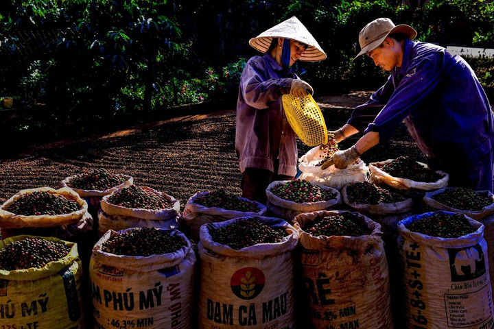 "Cú hích" tỷ đô cho cà phê Việt