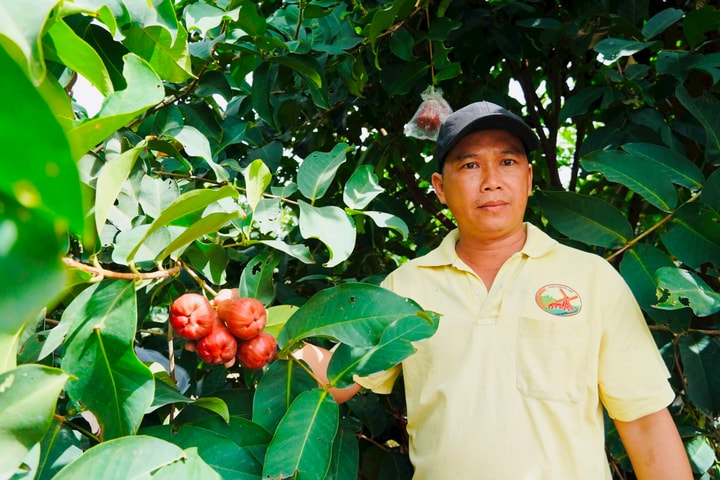 "Quả ngọt" từ giống mận hồng MST