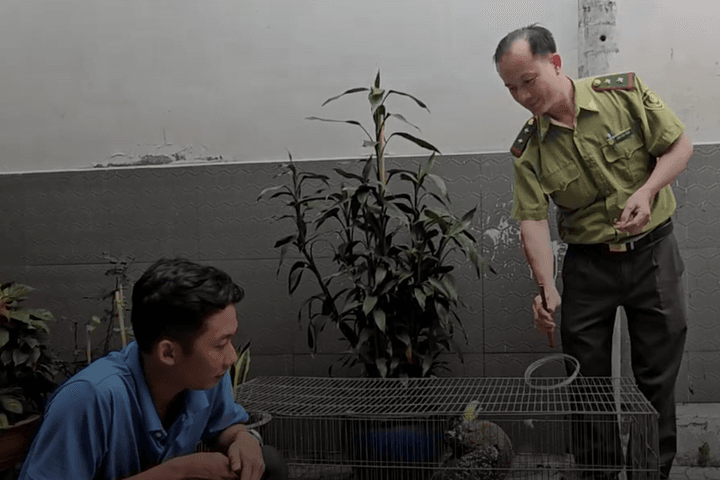 Bàn giao chim diều hoa Miến Điện quý cho kiểm lâm