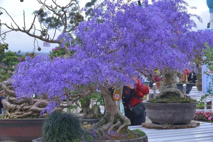 Đà Lạt được IFEA ASIA trao 2 giải thưởng Festival châu Á