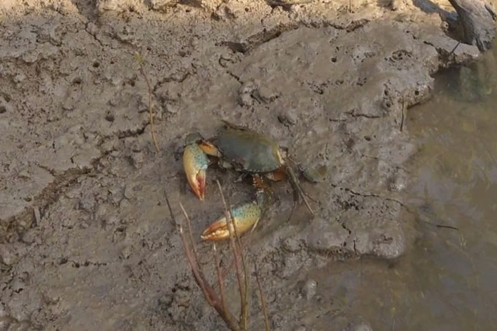 Cà Mau: Xuất hiện tình trạng cua chết rải rác