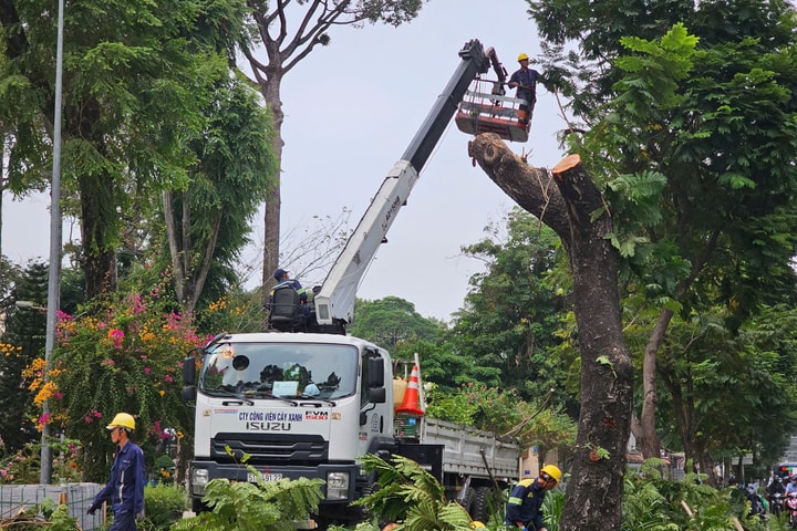 Loạt cây xanh "cao tuổi" trung tâm TP.HCM bị đốn hạ