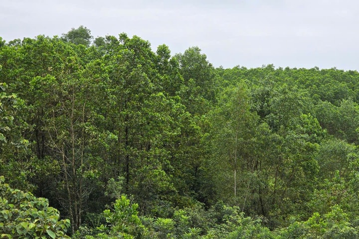 Quảng Trị: Hơn 209 ha đất công được hợp thức hóa thành đất tư