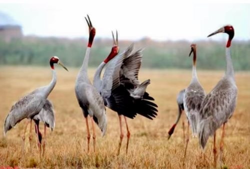 Đồng Tháp tiếp nhận 6 cá thể sếu đầu đỏ đầu tiên từ Thái Lan