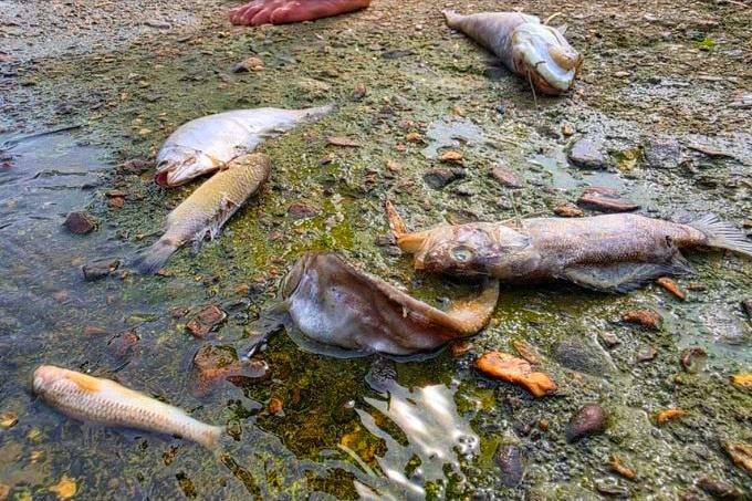 Cá chết nổi dọc khu vực suối Khe Ác ở Hà Tĩnh