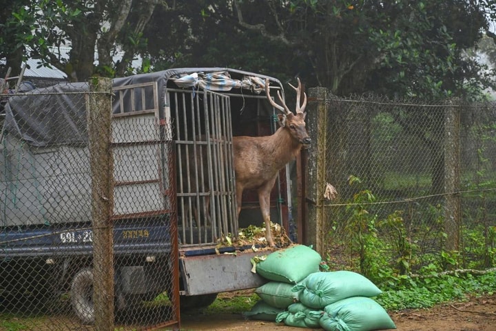 VQG Cúc Phương giải cứu an toàn 18 cá thể động vật hoang dã quý hiếm