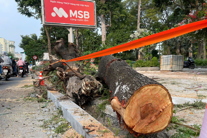 TP.HCM sẽ xử lý các trường hợp gây tổn hại cây xanh