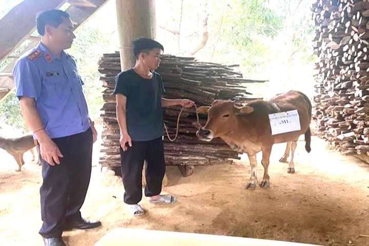 Giám định ADN cho bò để giải quyết tranh chấp