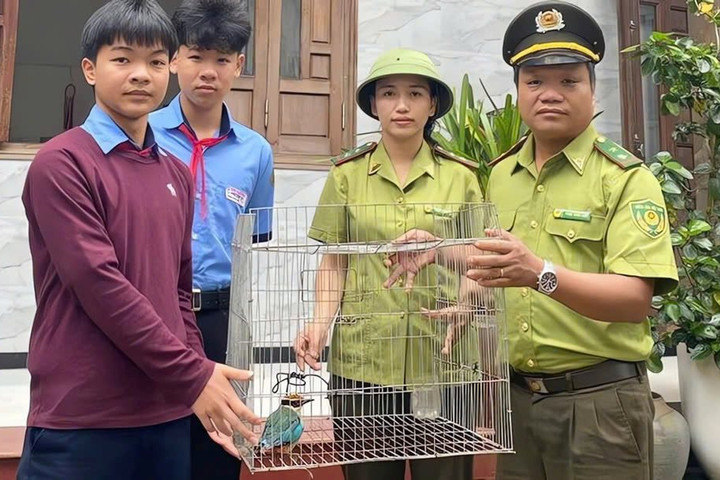 Học sinh lớp 9 ở Huế giao nộp chim đuôi cụt bụng đỏ quý hiếm