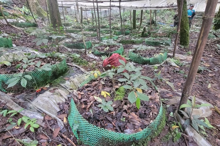 Quy hoạch khu công nghiệp chế biến dược liệu hơn 200ha tại Đăk Tô