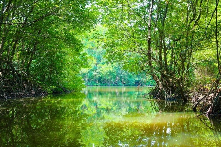 "Hồi sinh" rừng sác, "Đất thép" nở hoa