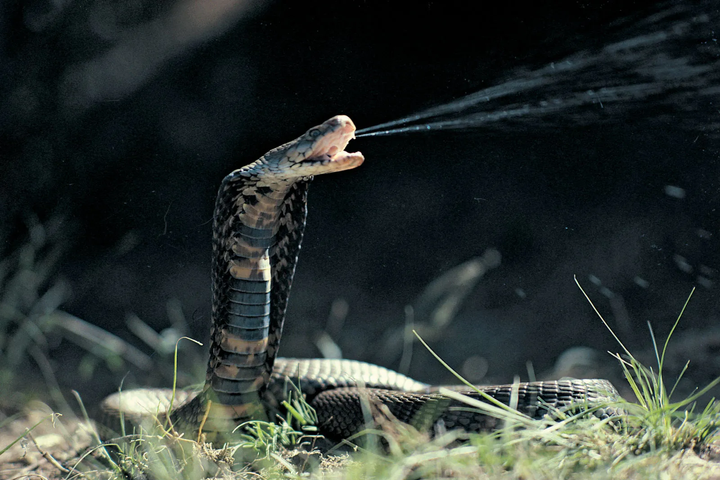 Người bị rắn cắn hơn 200 lần giúp tạo ra huyết thanh kháng độc mạnh nhất thế giới