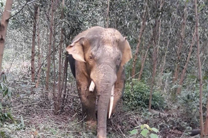 Đồng Nai: Xuất hiện đàn voi rừng đi vào khu dân cư