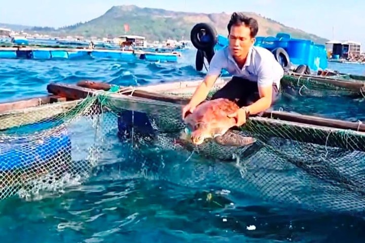 Giải cứu rùa biển quý hiếm bị thương do dính lưới trên biển